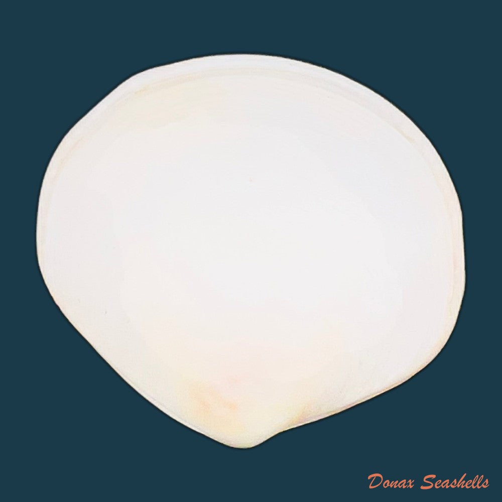 semele-proficua-pulteney-1799-36-8mm-copia