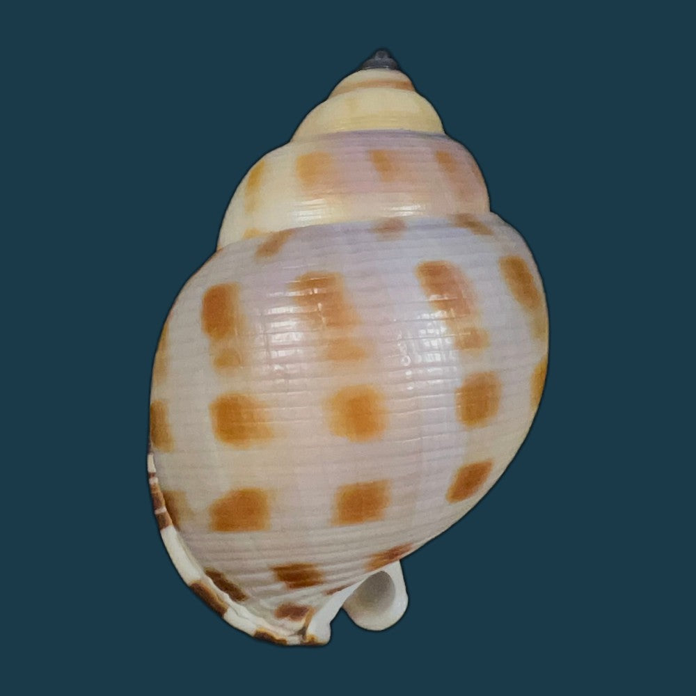 semicassis-bisulcata-schubert-j-a-wagner-1829-66-9mm-copia