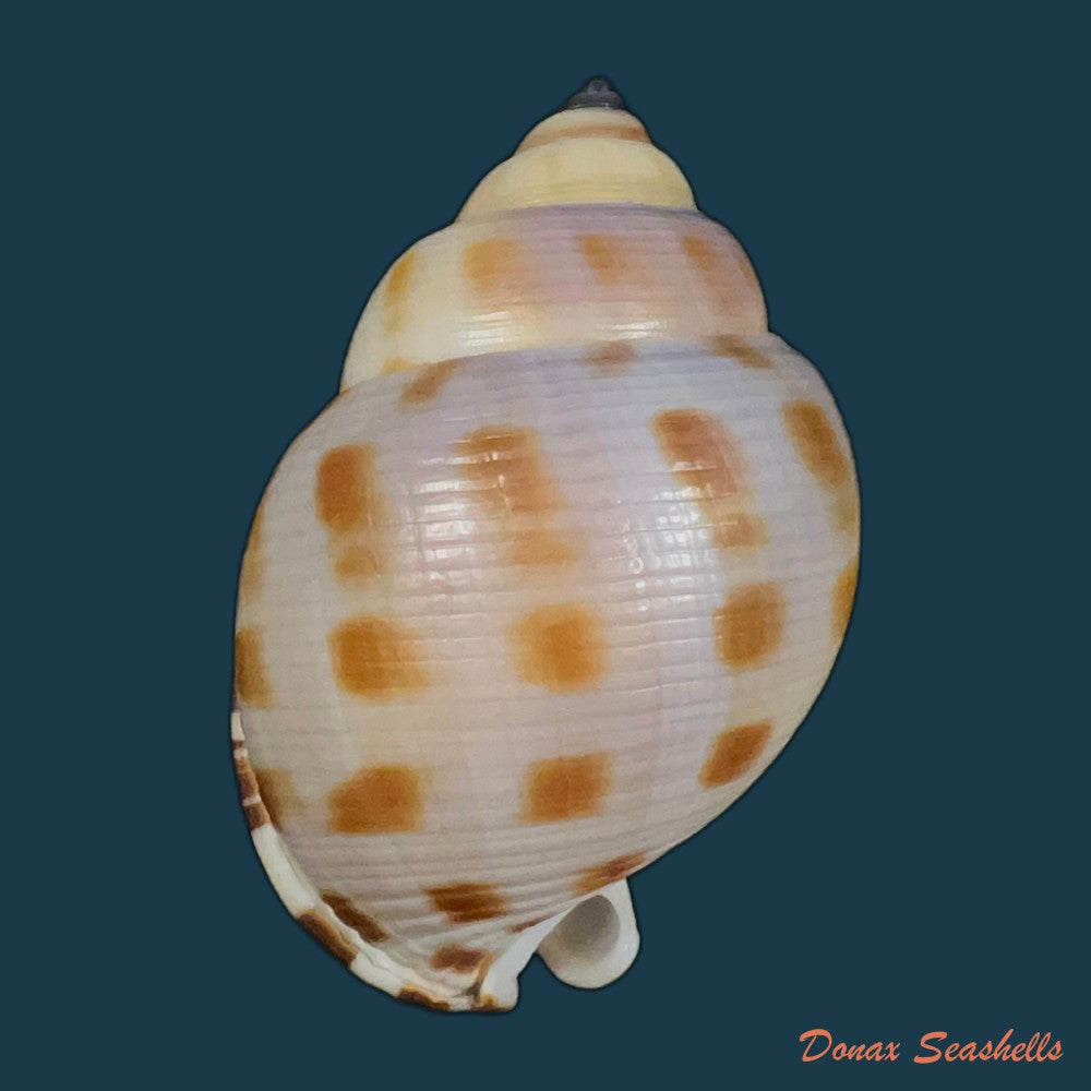 semicassis-bisulcata-schubert-j-a-wagner-1829-66-9mm-copia