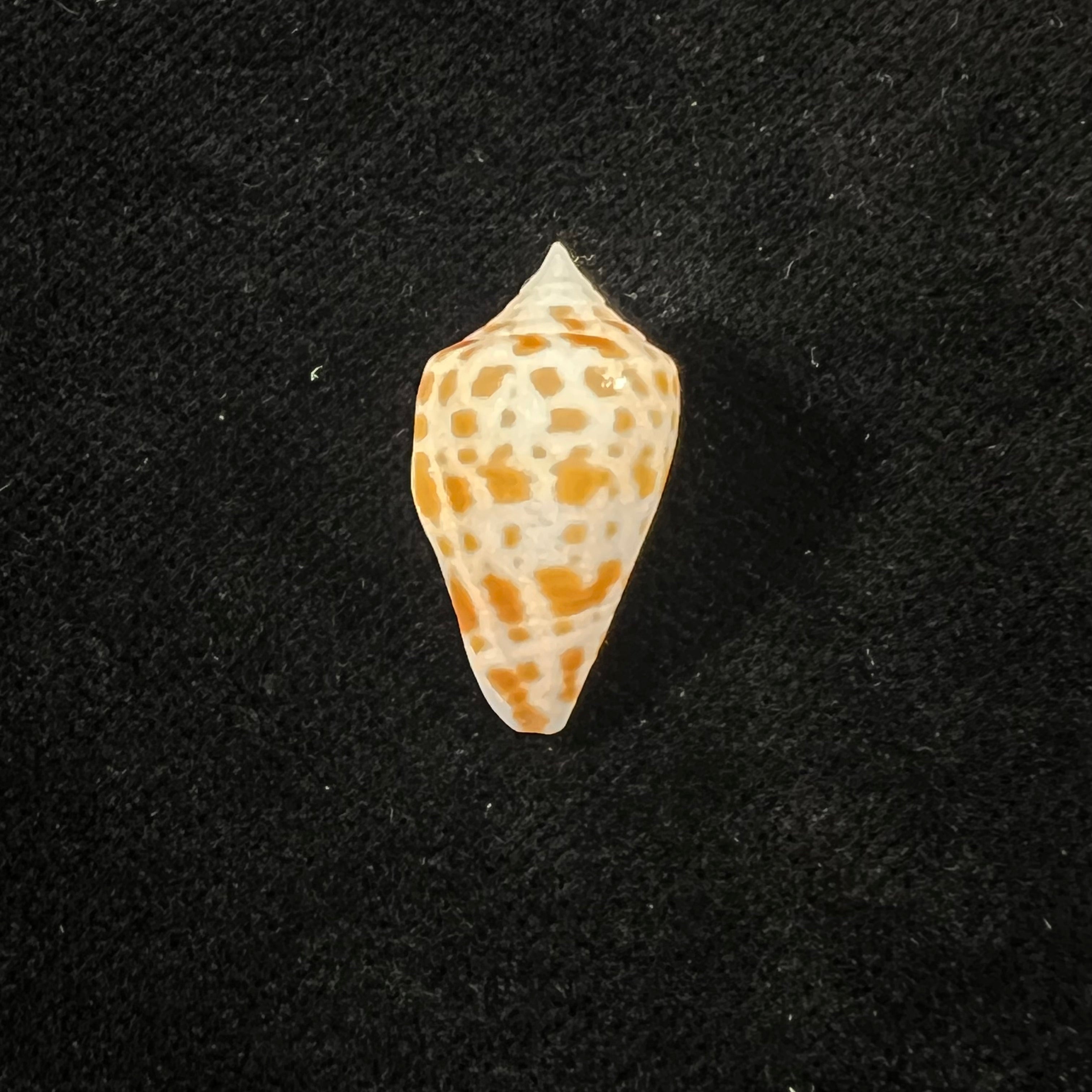 Conus aff sennottorum Rehder & Abbott, 1951 - 22,5mm