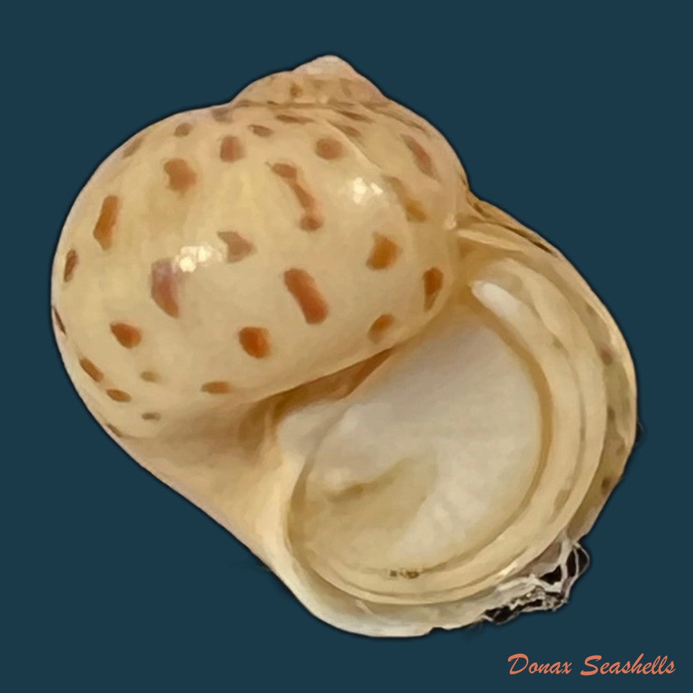 sinum-concavum-lamarck-1822-32-9mm-copia