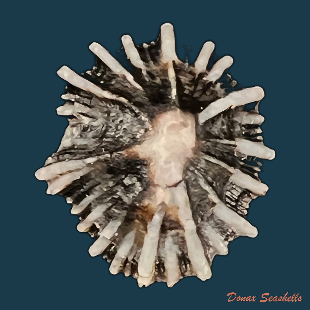 siphonaria-sipho-g-b-sowerby-i-1823-20-3mm-copia