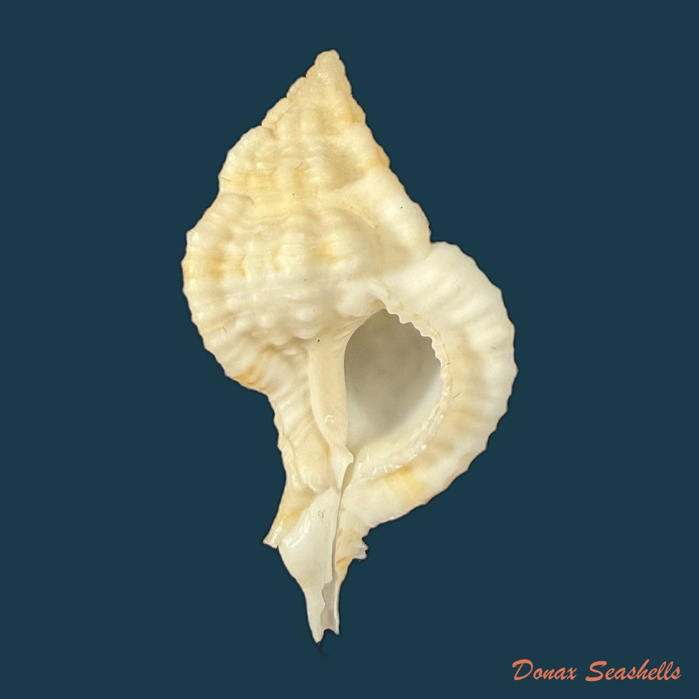 siratus-cailleti-petit-de-la-saussaye-1856-51-7mm-copia