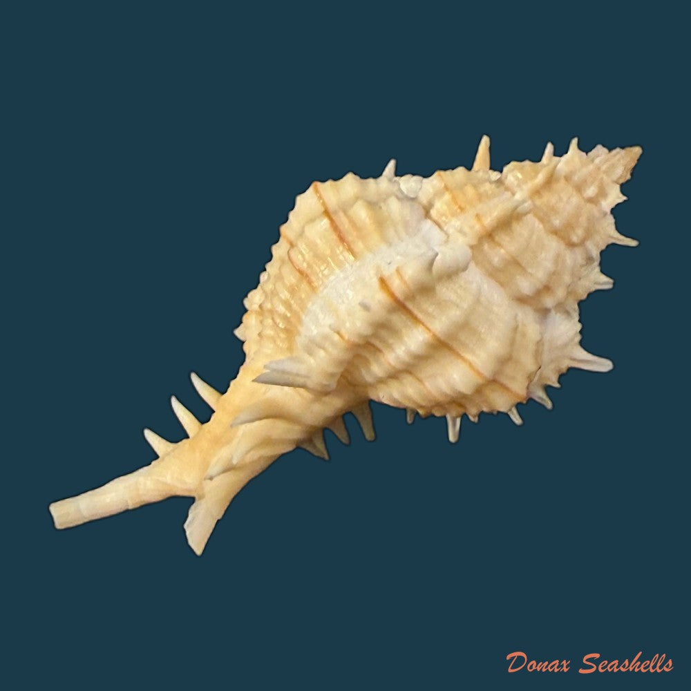 siratus-ciboney-trilineatus-reeve-1845-47-5mm-copia