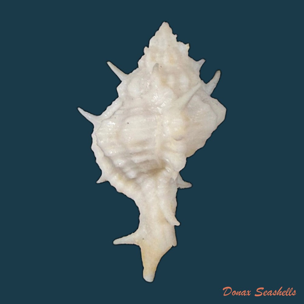 siratus-colellai-houart-1999-35-2mm-copia-1