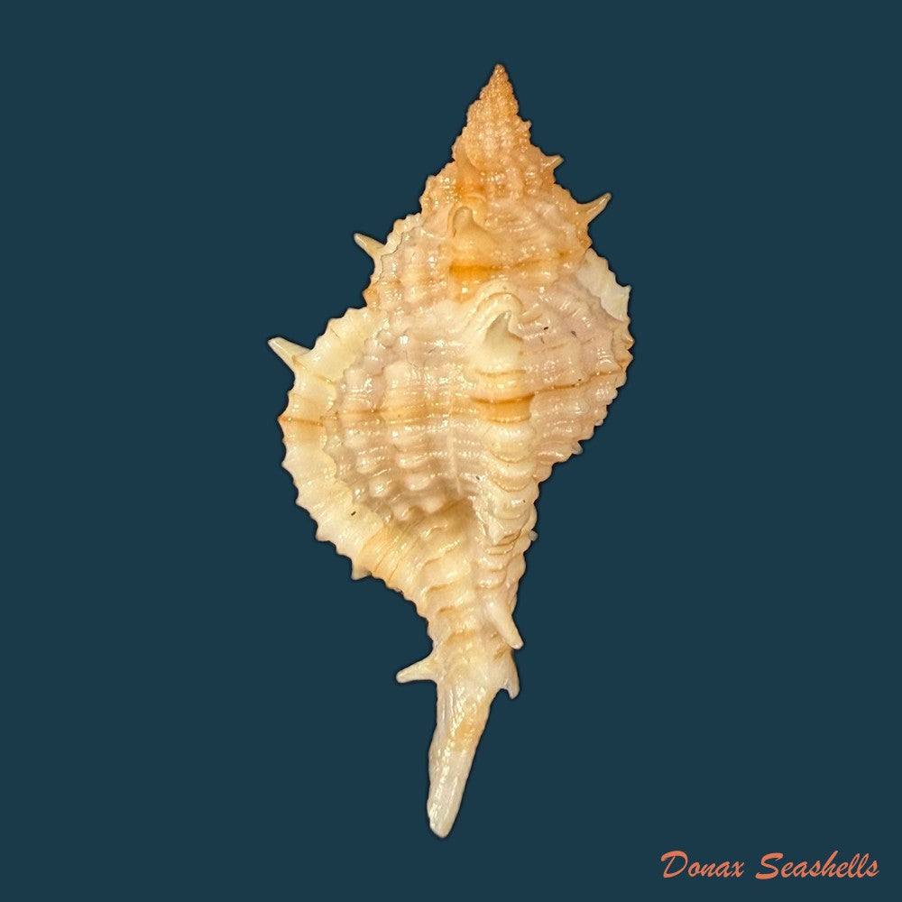 siratus-graciadiosus-houart-garrigues-2023-43-6mm-copia-1