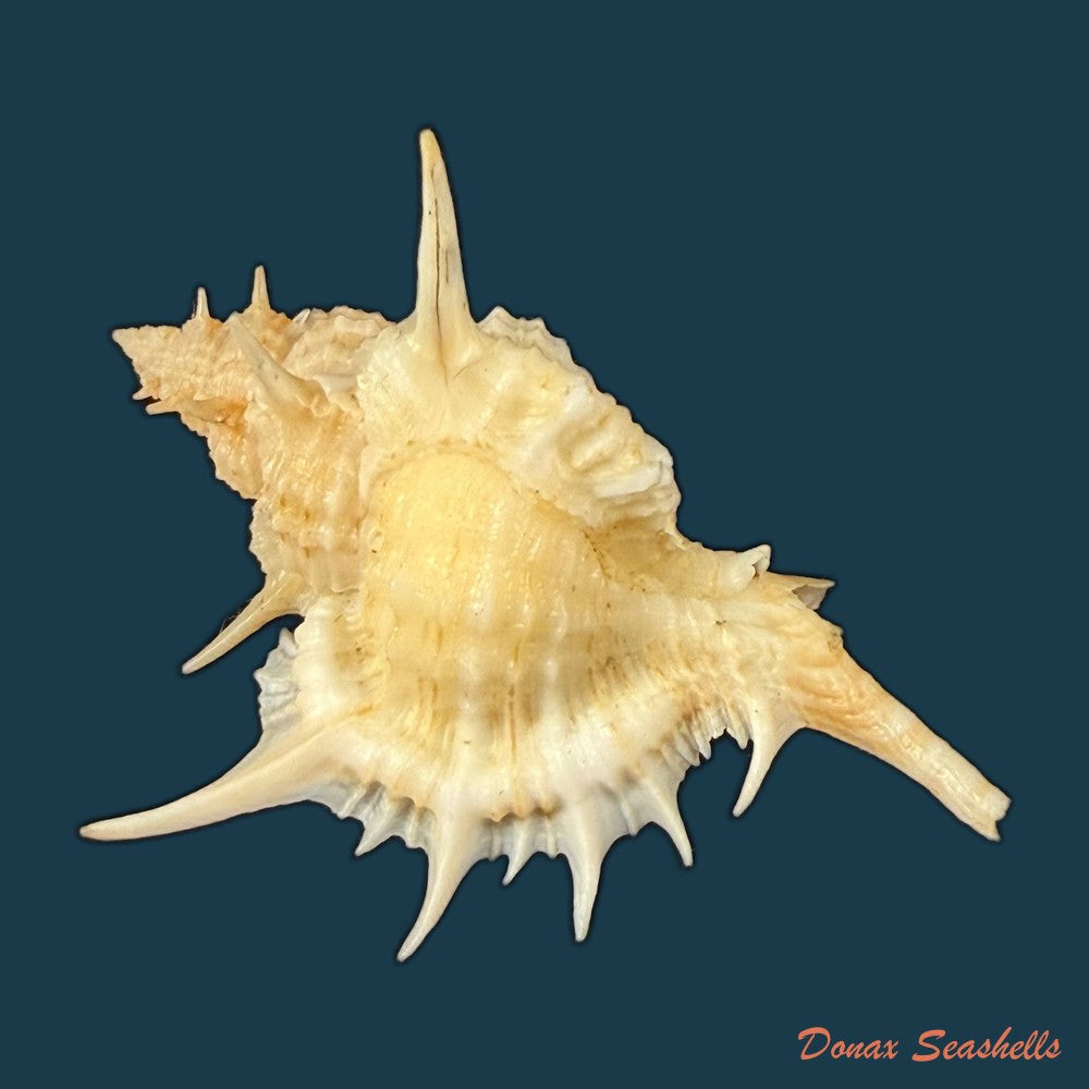 siratus-graciadiosus-houart-garrigues-2023-43-6mm-copia