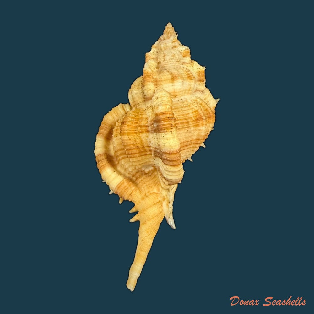 siratus-senegalensis-gmelin-1791-78mm-copia