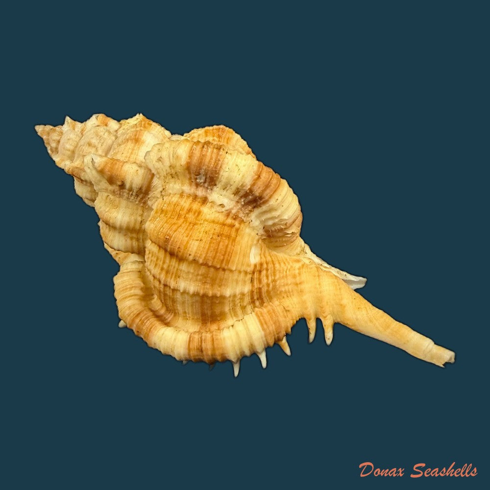 siratus-senegalensis-gmelin-1791-78mm-copia