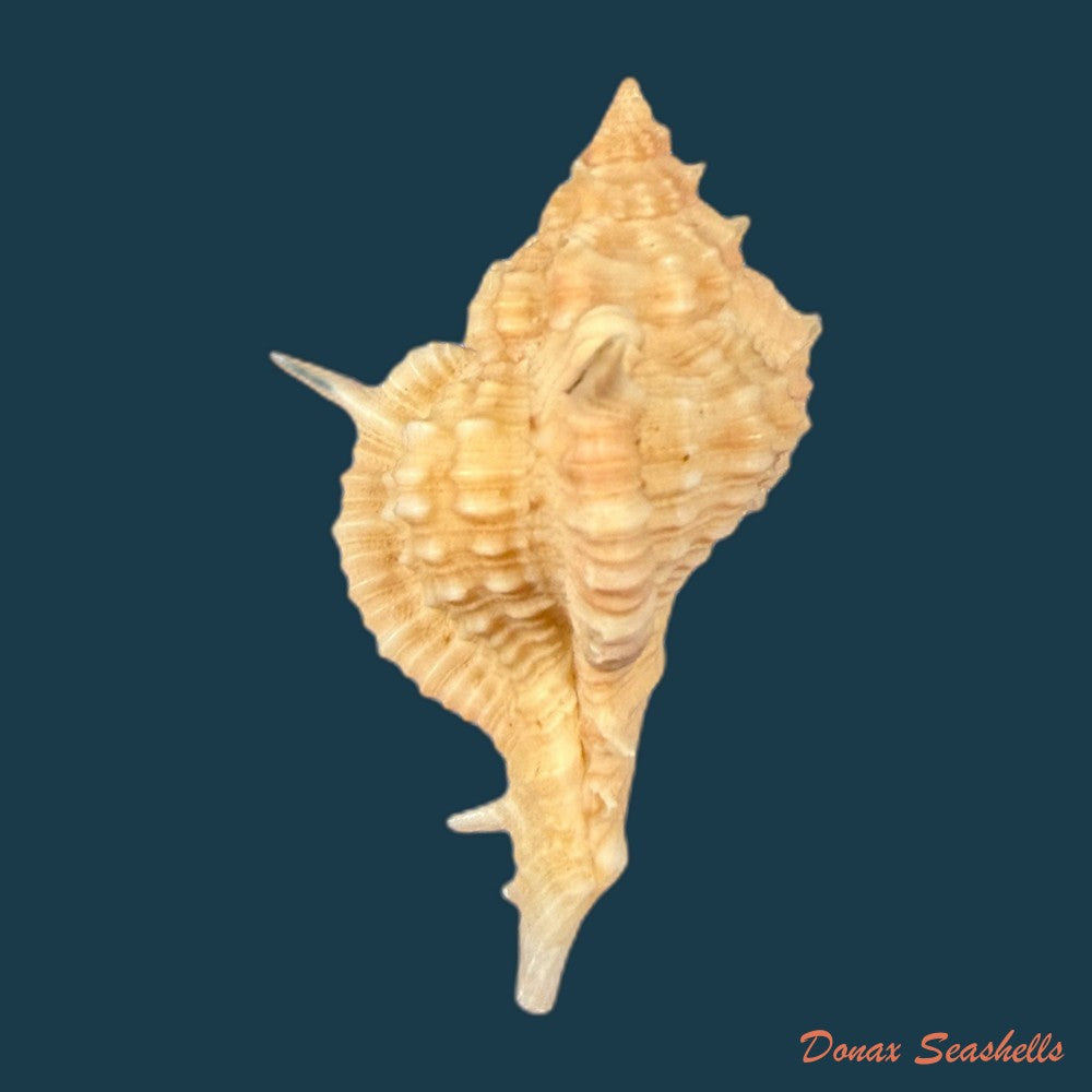 siratus-springeri-h-r-bullis-1964-39-4mm-copia