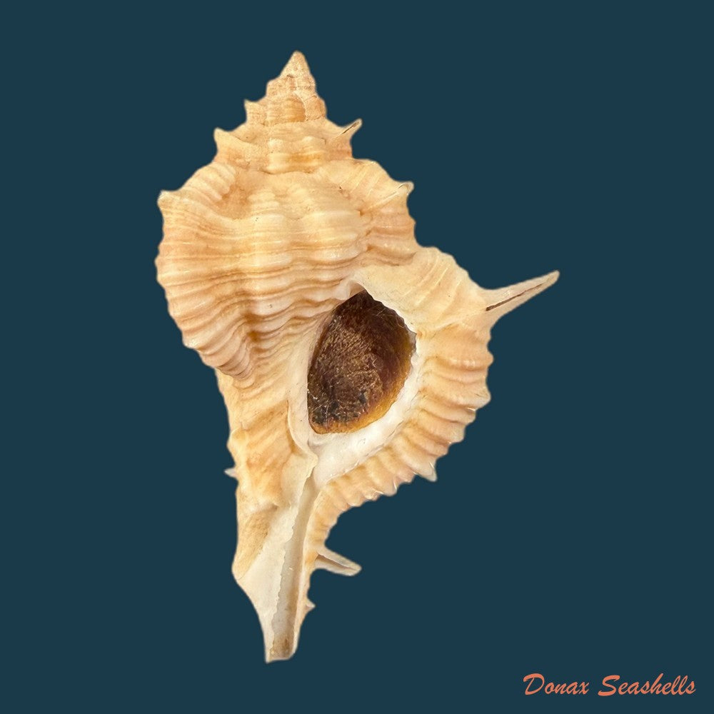 siratus-springeri-h-r-bullis-1964-39-4mm-copia