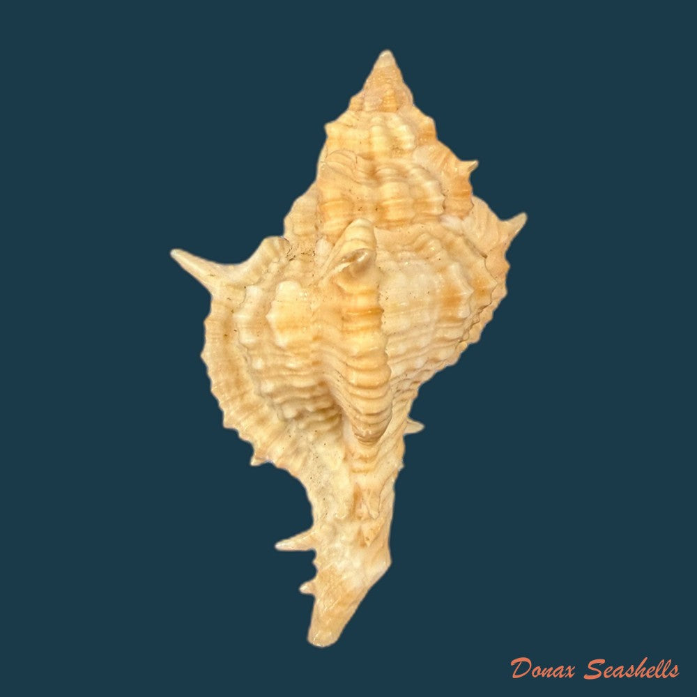 siratus-springeri-h-r-bullis-1964-41-1mm-copia