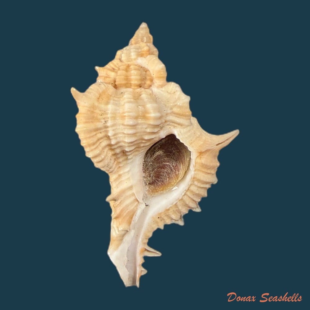 siratus-springeri-h-r-bullis-1964-41-1mm-copia