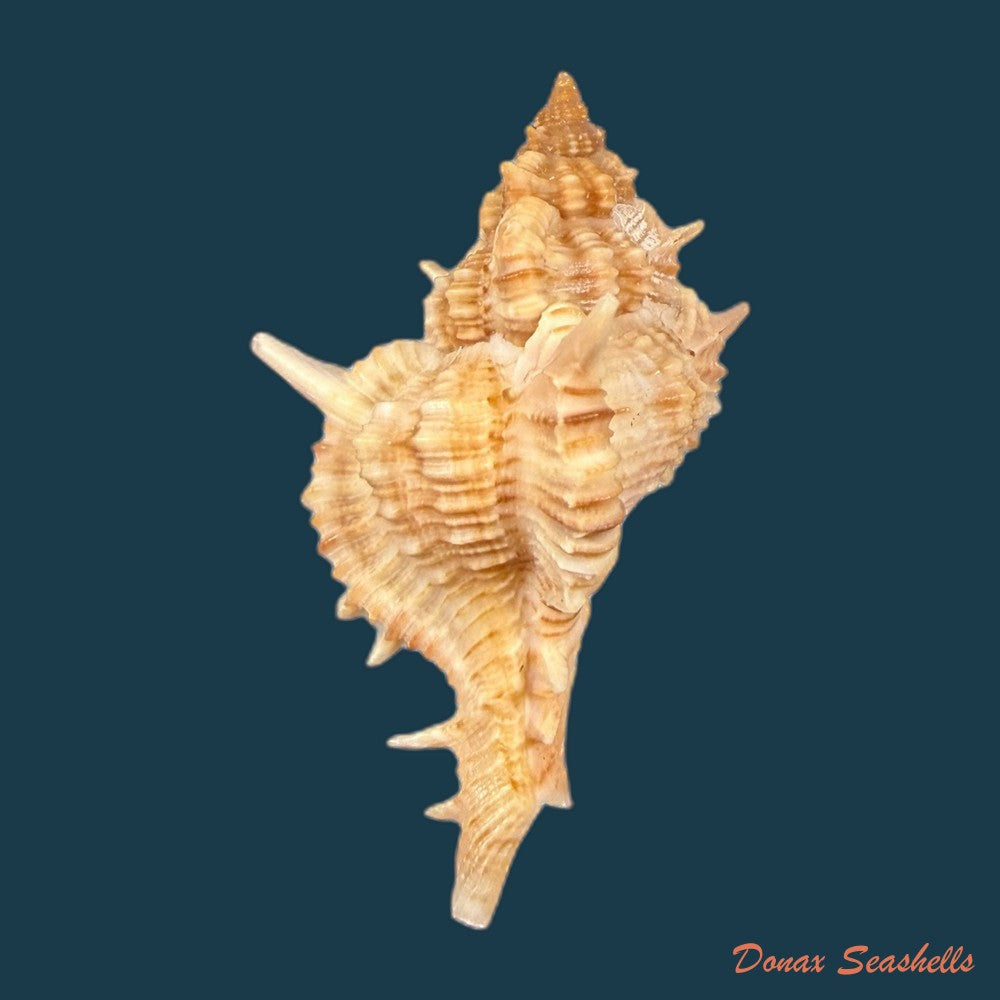 siratus-springeri-h-r-bullis-1964-41-1mm