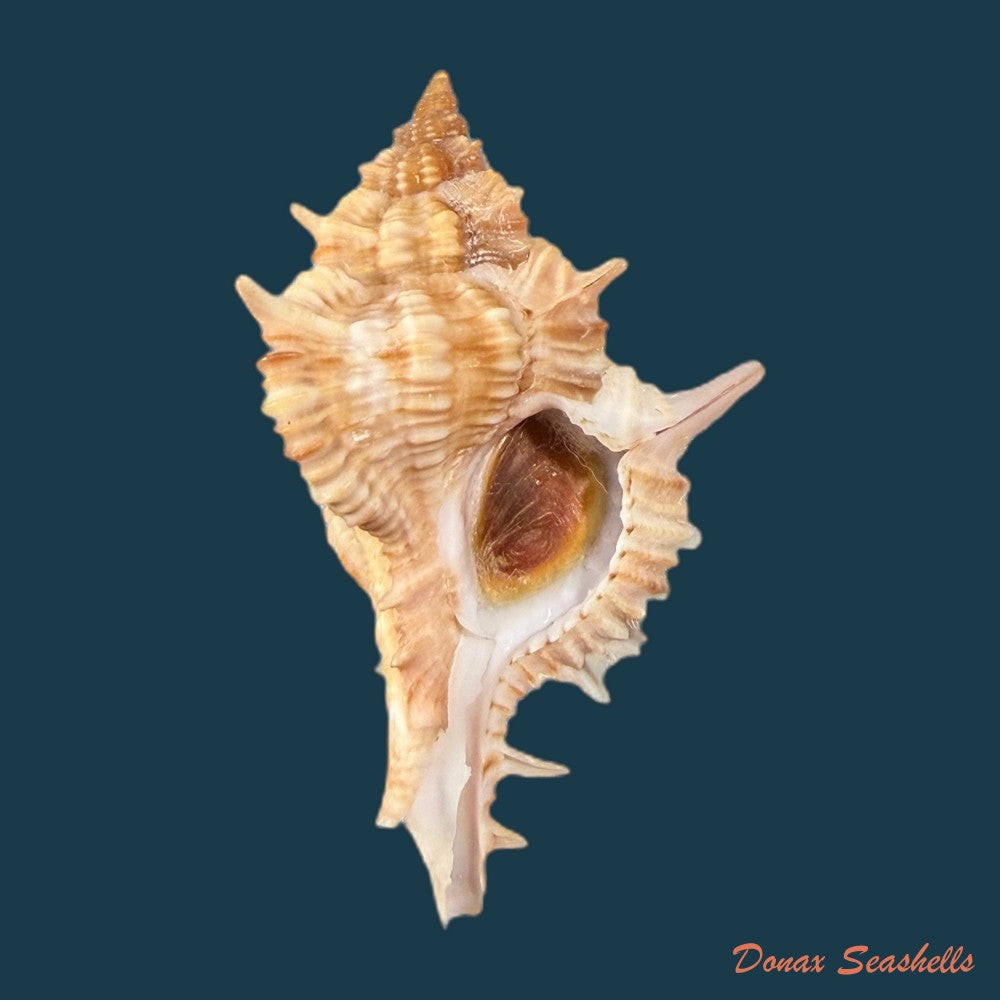 siratus-springeri-h-r-bullis-1964-41-1mm