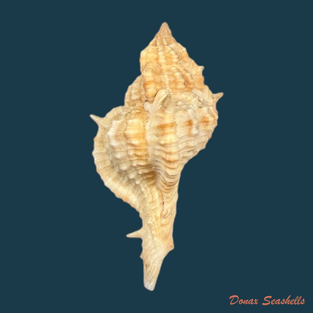 siratus-springeri-h-r-bullis-1964-50-1mm-copia