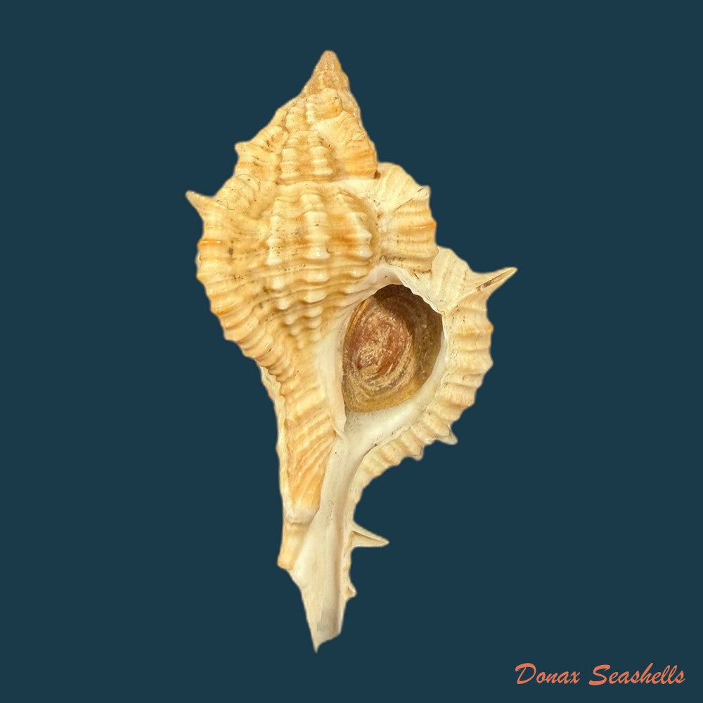 siratus-springeri-h-r-bullis-1964-50-1mm-copia