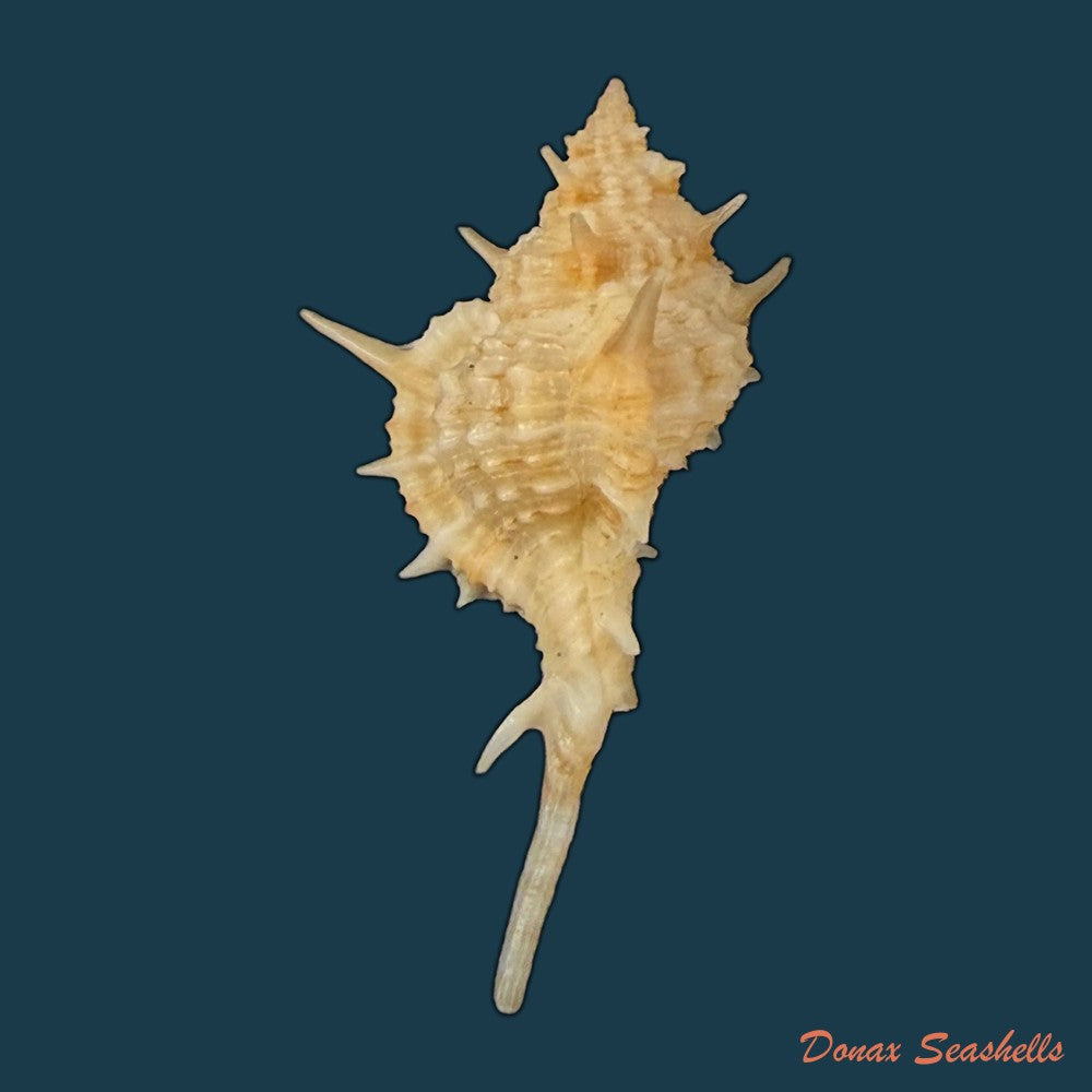 siratus-tenuisculptus-houart-garrigues-2023-30-3mm-copia