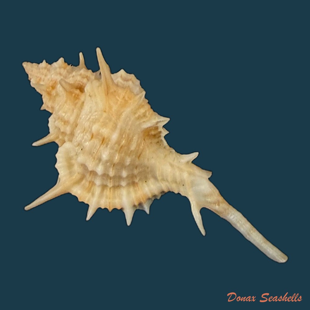 siratus-tenuisculptus-houart-garrigues-2023-30-3mm-copia