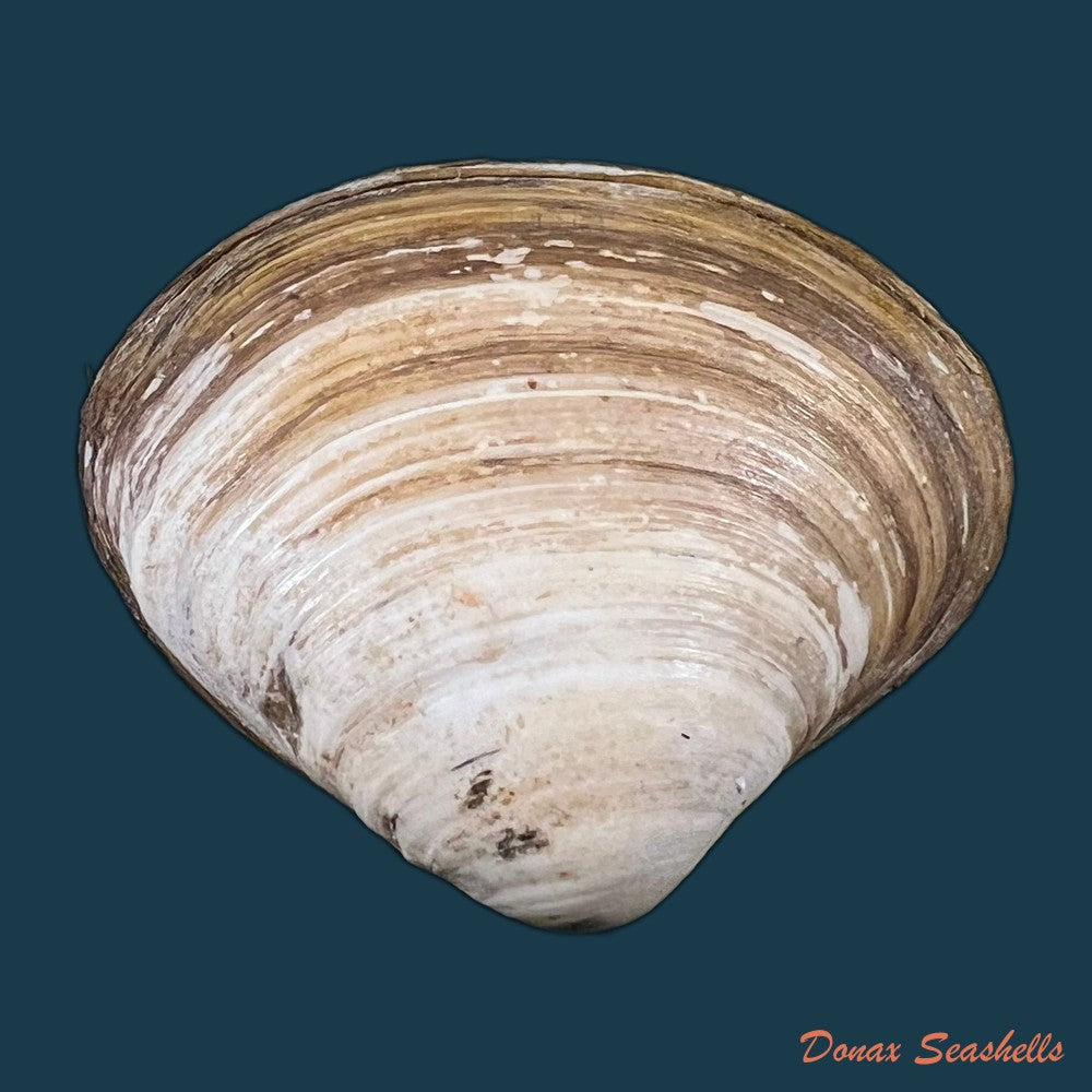 spisula-isabelleana-a-dorbigny-1841-47-2mm-copia