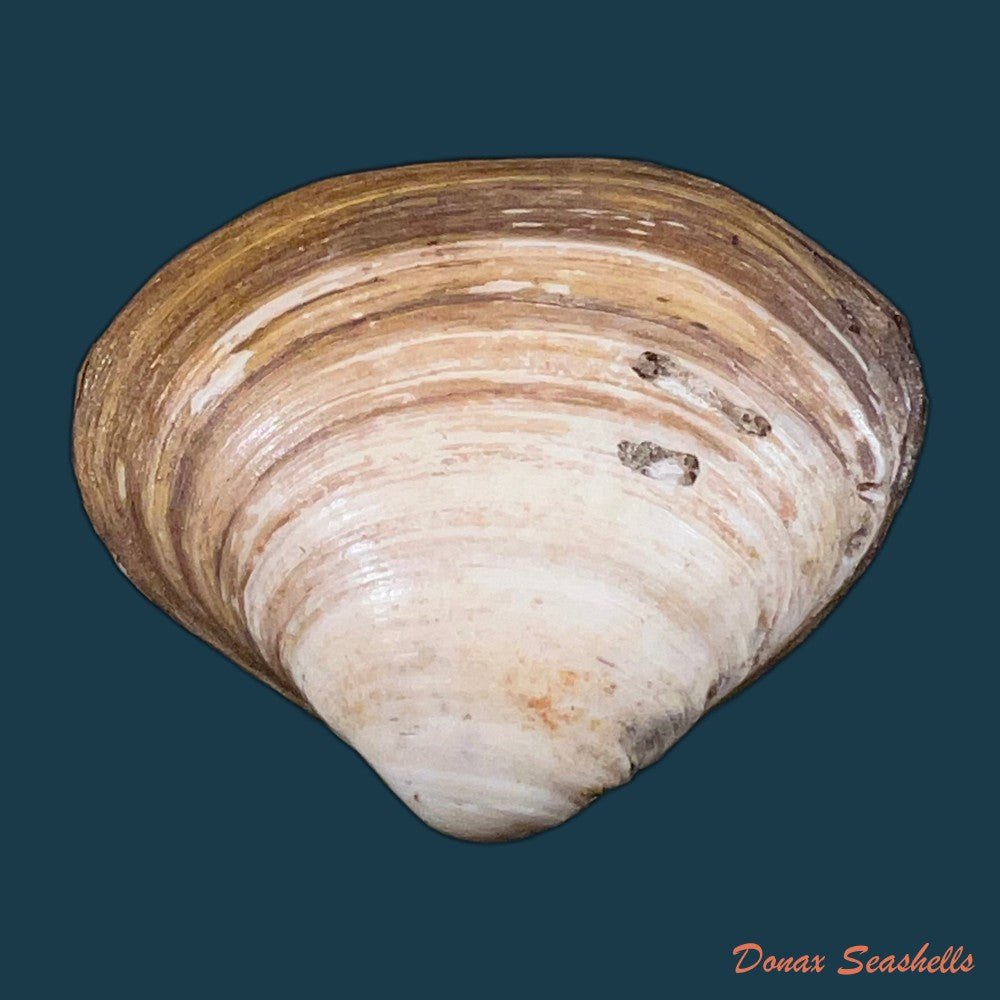 spisula-isabelleana-a-dorbigny-1841-47-2mm-copia