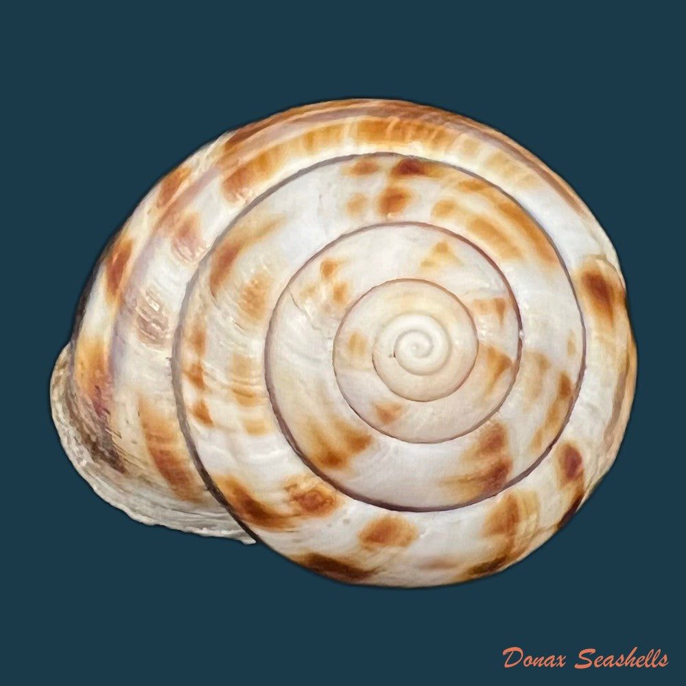 stegodera-angusticollis-e-von-martens-1875-28-2mm-copia