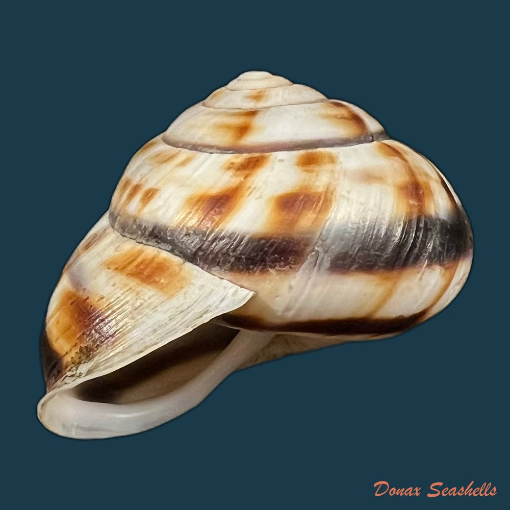 stegodera-angusticollis-e-von-martens-1875-28-2mm-copia