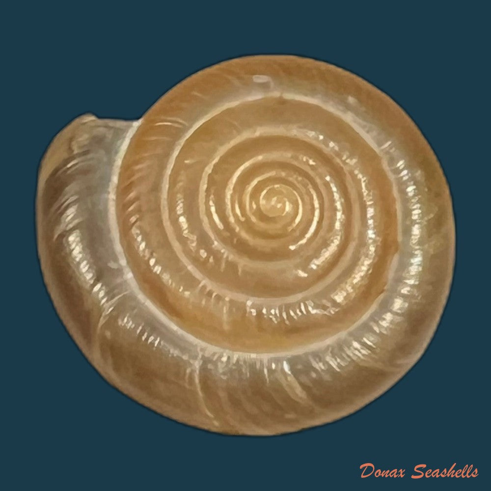 stegodera-angusticollis-e-von-martens-1875-29-8mm-copia