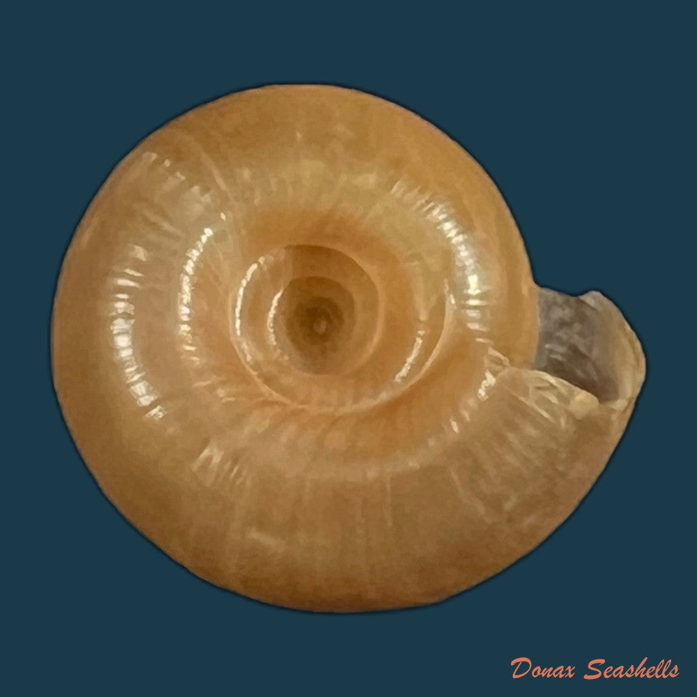 stegodera-angusticollis-e-von-martens-1875-29-8mm-copia