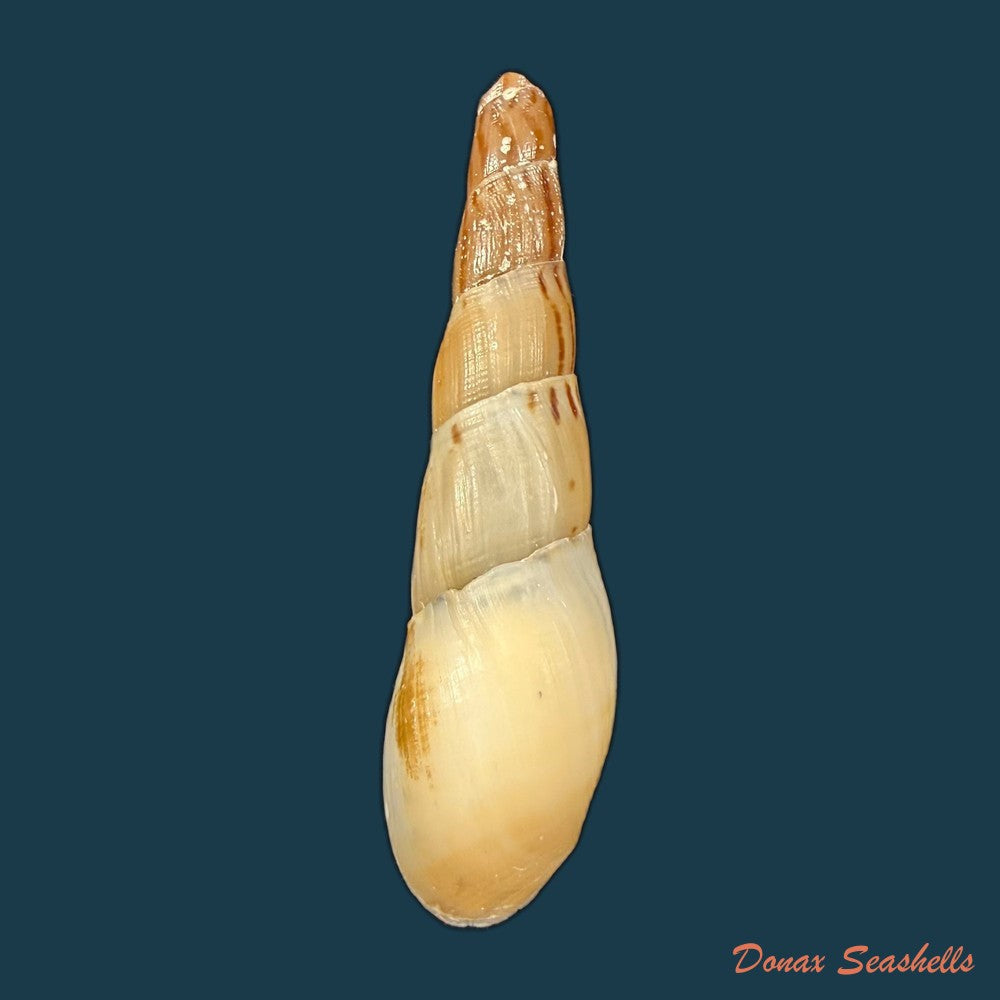 stenomelania-hastula-lea-1850-47mm-copia
