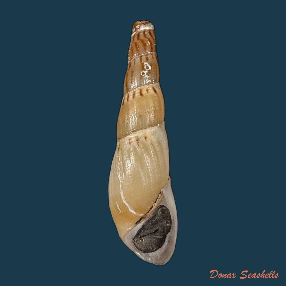 stenomelania-hastula-lea-1850-47mm-copia