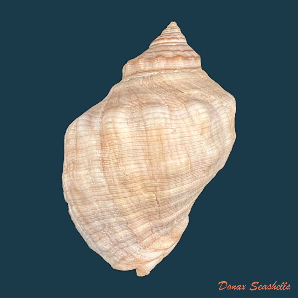 stramonita-haemastoma-linnaeus-1767-76-1mm-copia