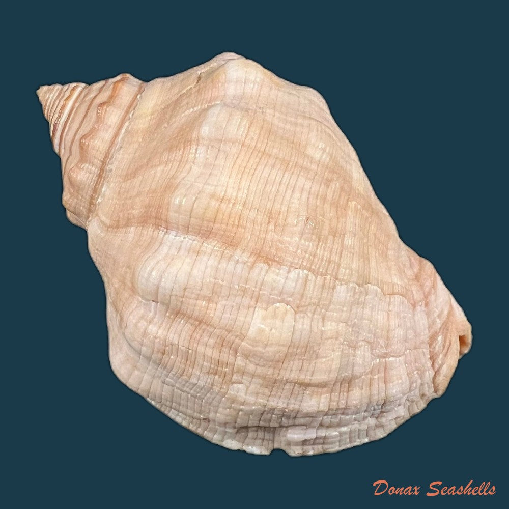stramonita-haemastoma-linnaeus-1767-76-1mm-copia