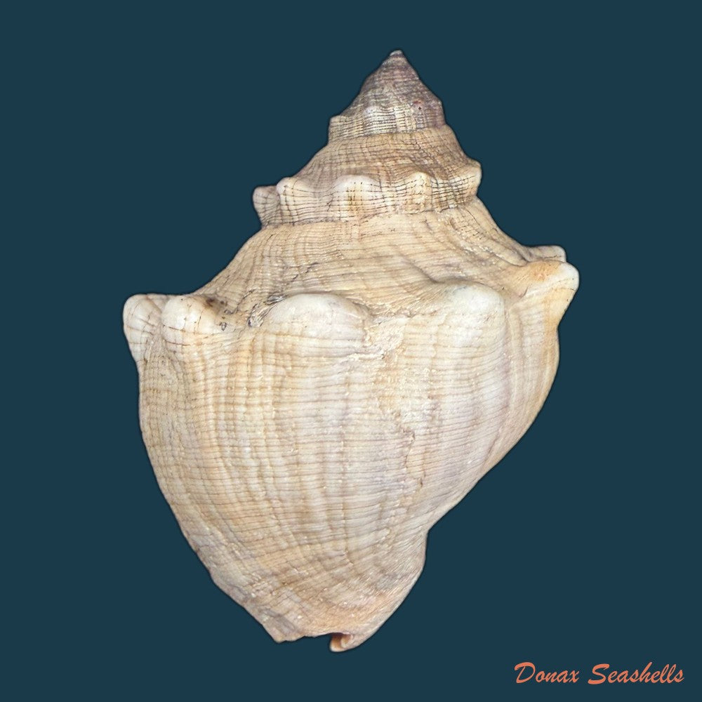 stramonita-haemastoma-linnaeus-1767-84-1mm-copia-1