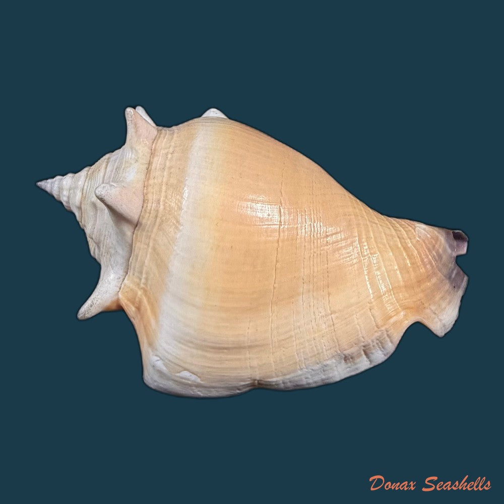 strombus-pugilis-linnaeus-1758-64mm-copia