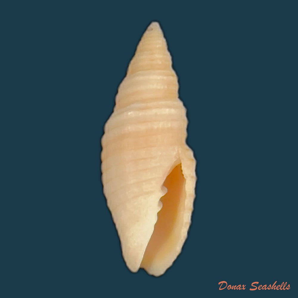 subcancilla-calodinota-s-s-berry-1960-25-6mm-copia