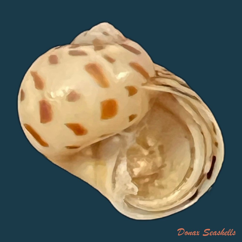 tanea-hilaris-g-b-sowerby-iii-1914-13-4mm-copia