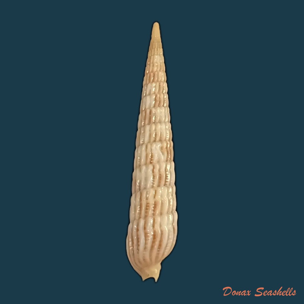 terebra-babylonia-lamarck-1822-41-7mm-copia
