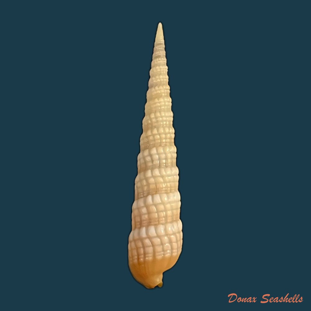 terebra-babylonia-lamarck-1822-44-7mm-copia