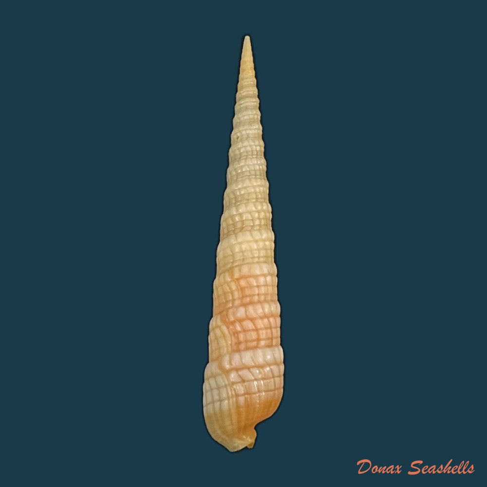terebra-luctuosa-hinds-1844-48-8mm-copia