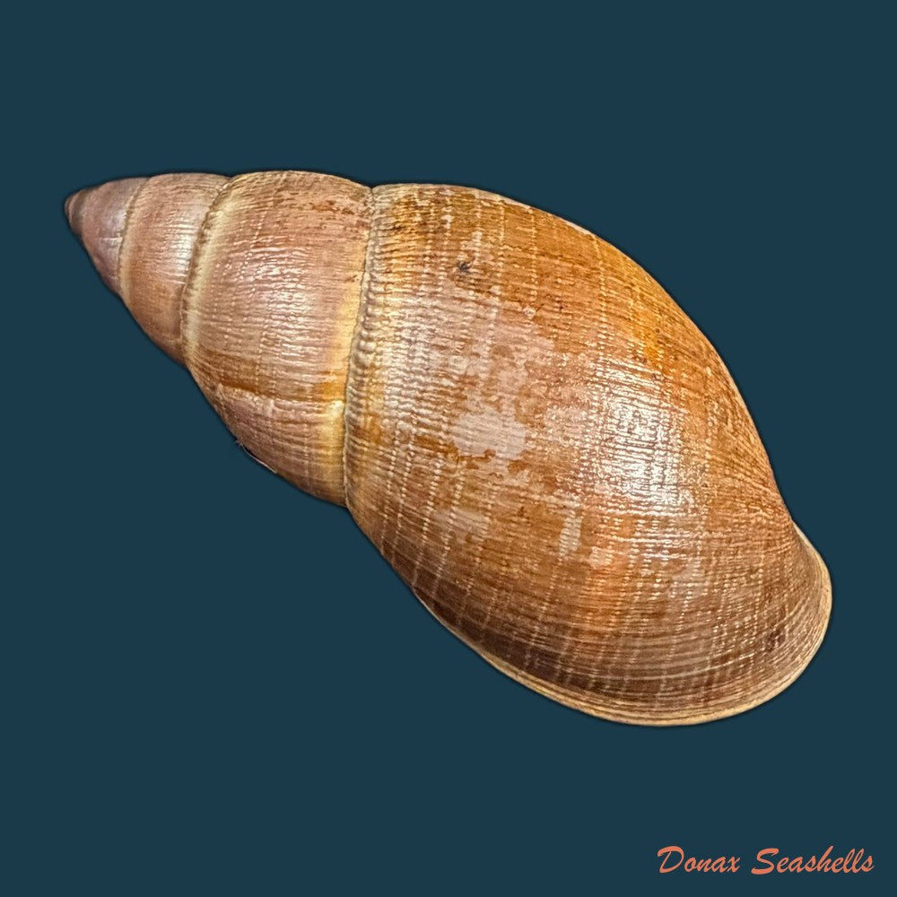 thaumastus-sangoae-tschudi-in-troschel-1852-83-6mm-copia-1