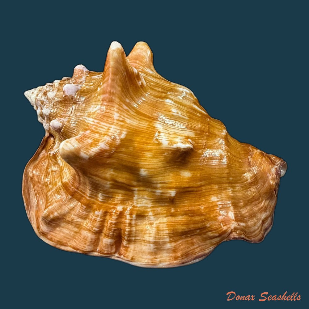 thetystrombus-latus-gmelin-1791-80mm-copia
