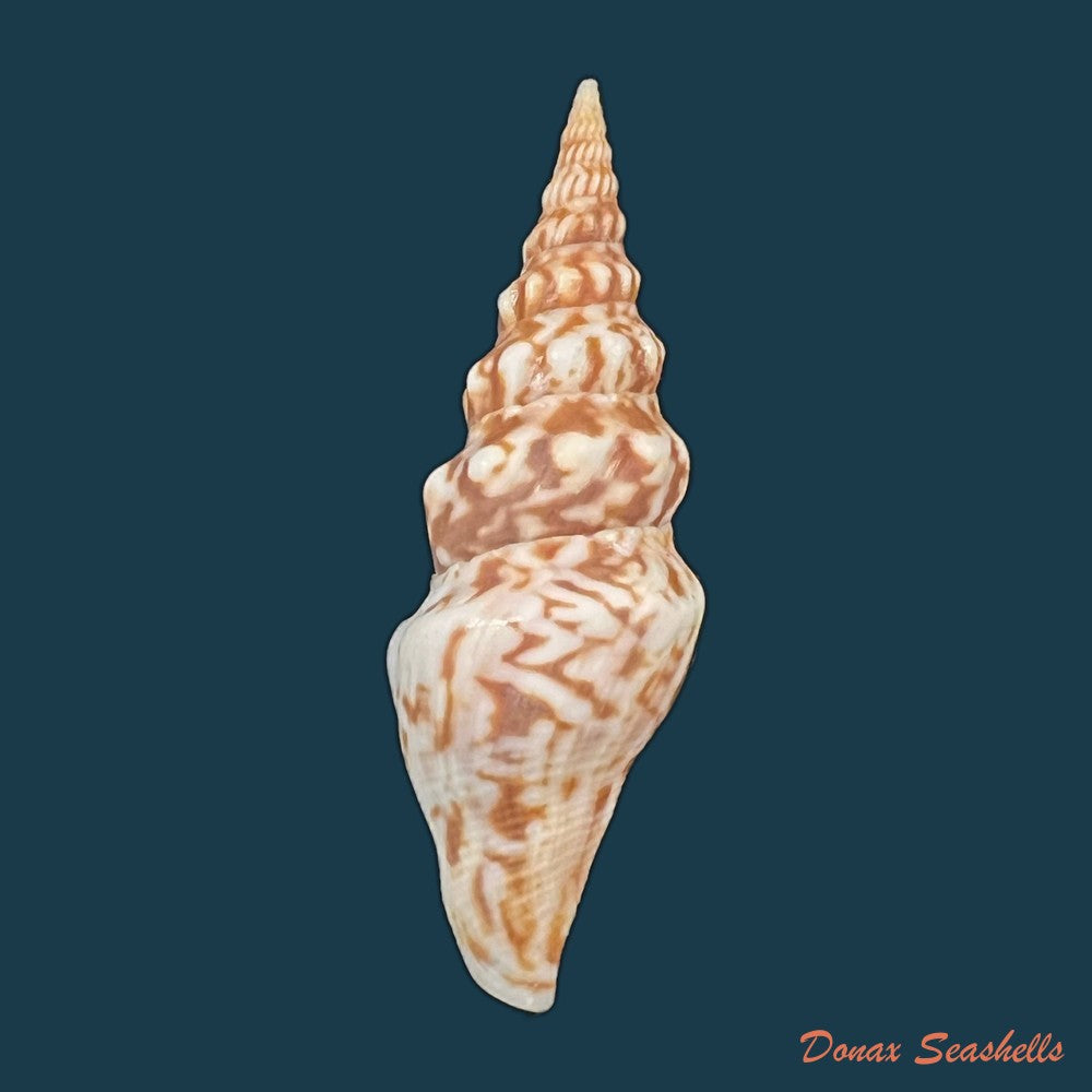 tiariturris-spectabilis-s-s-berry-1958-63mm-copia