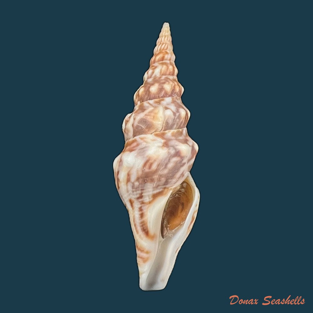 tiariturris-spectabilis-s-s-berry-1958-63mm-copia