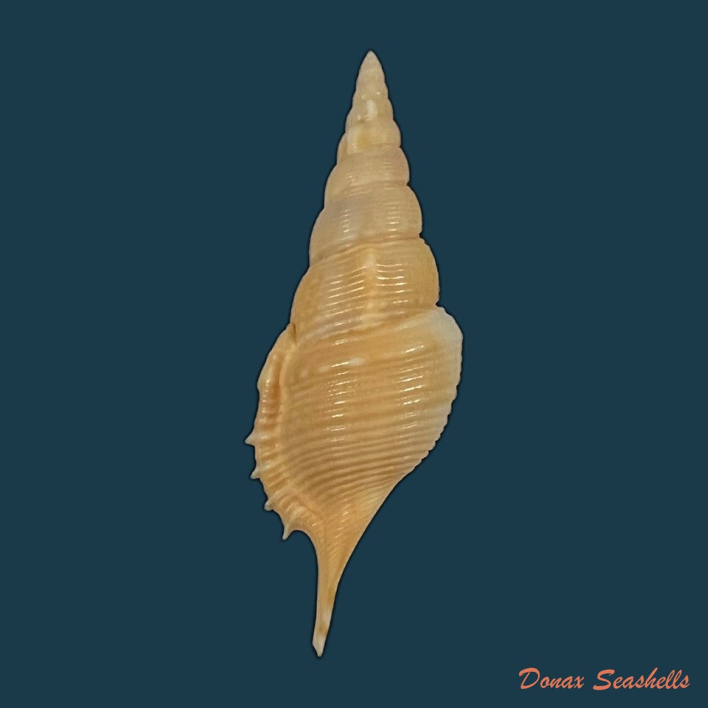 tibia-powisi-petit-de-la-saussaye-1840-43-9mm-copia