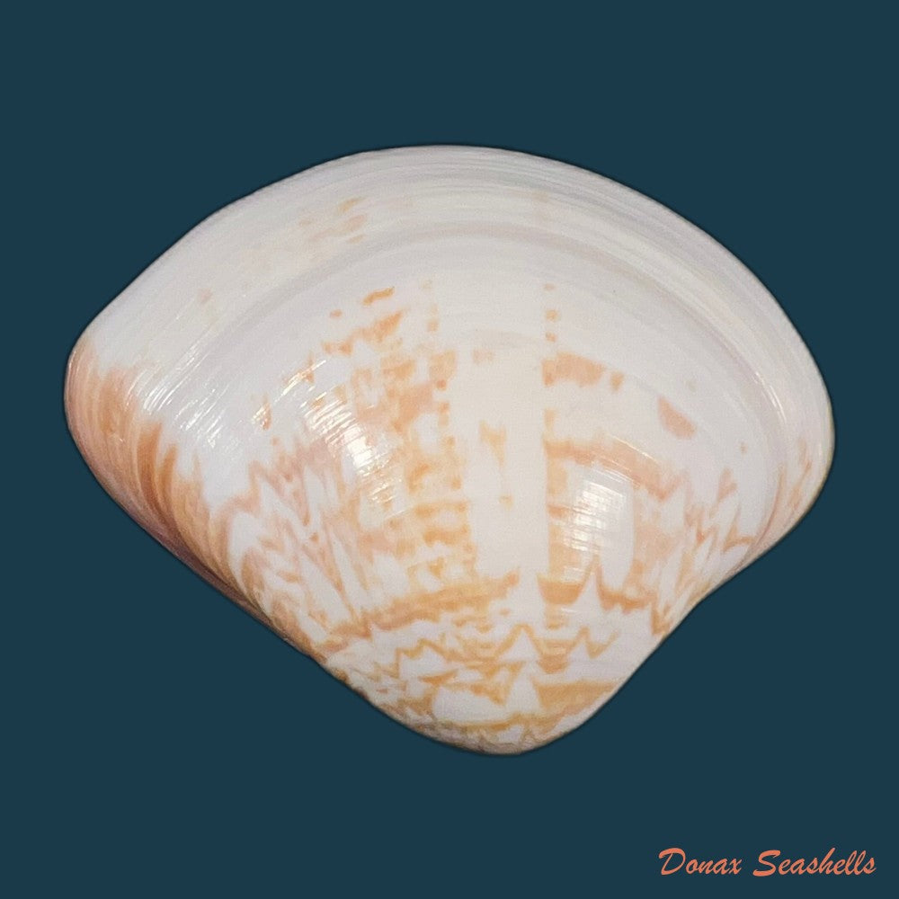 tivela-fulminata-bory-de-saint-vincent-1827-48-7mm-copia