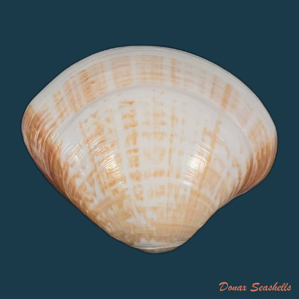 tivela-fulminata-bory-de-saint-vincent-1827-49-3mm-copia