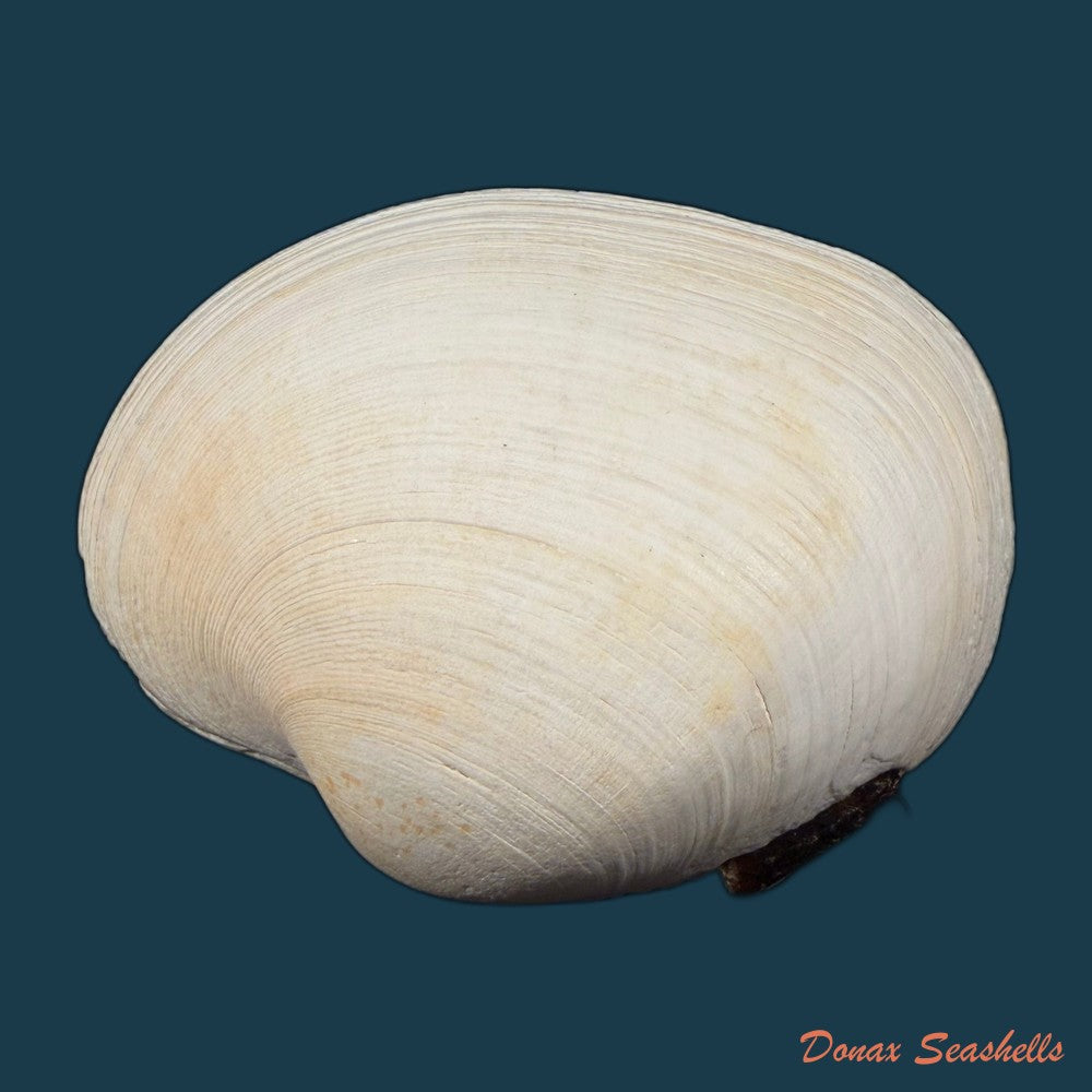 tivela-fulminata-bory-de-saint-vincent-1827-54-6mm-copia