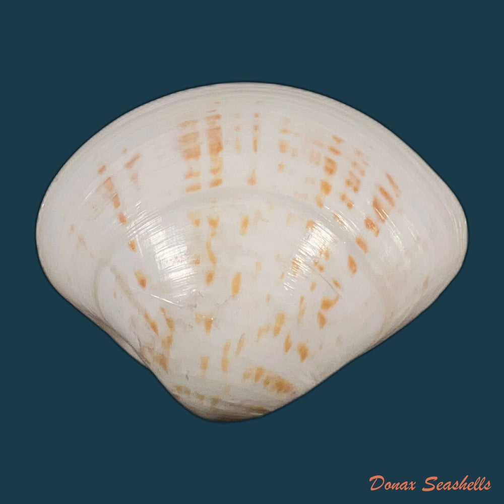 tivela-mactroides-born-1778-27-6mm-copia