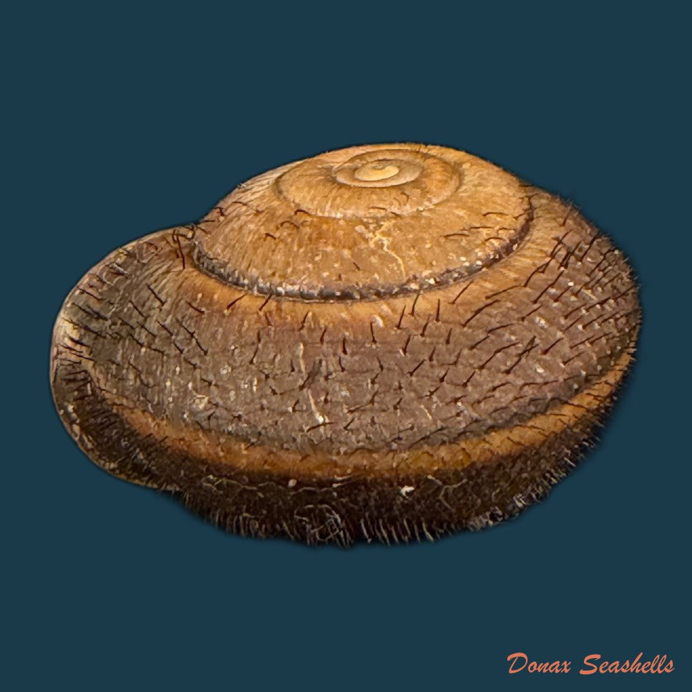tricheulota-spinosissima-c-semper-1880-33-4mm-copia-1